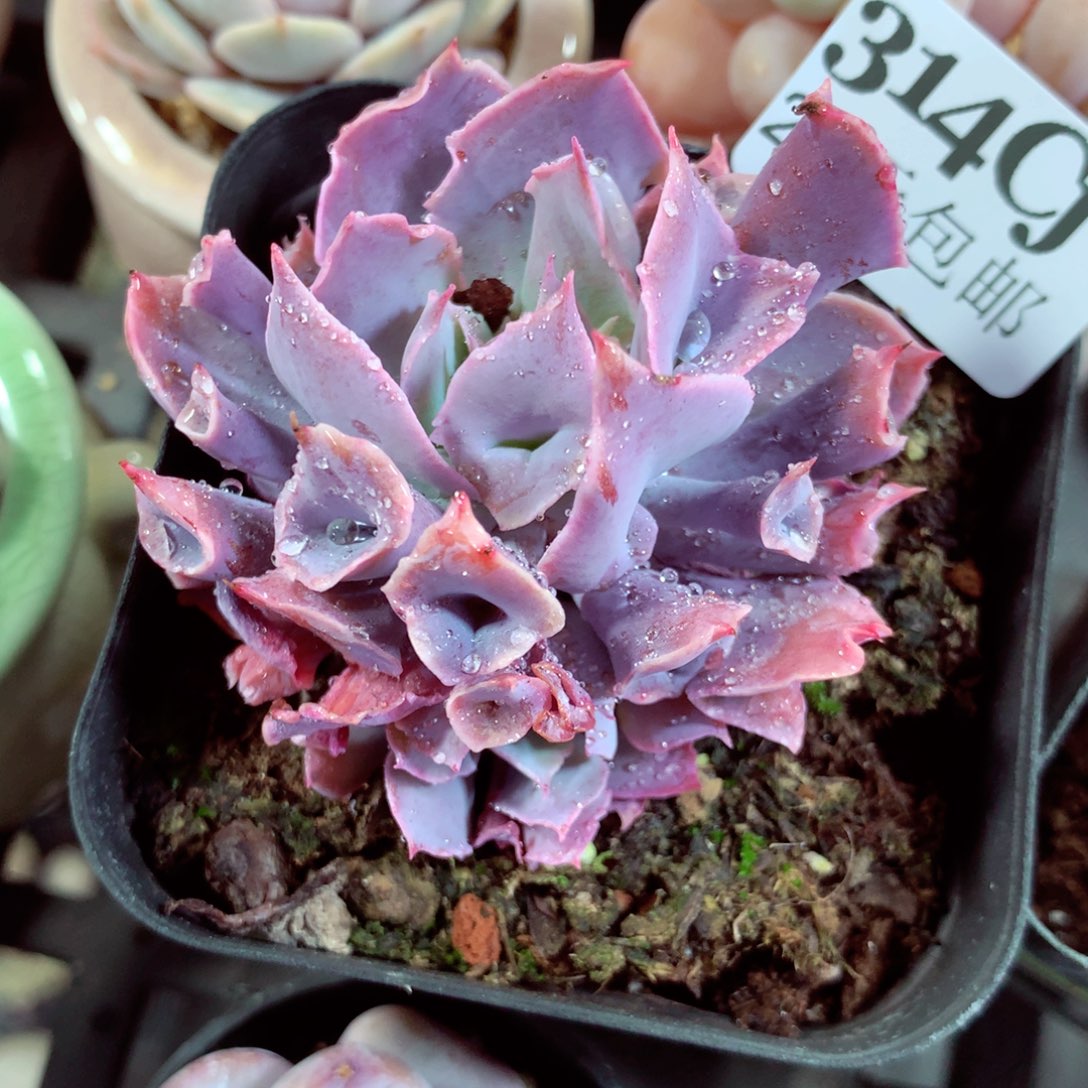 5厘米盆精控多肉314
