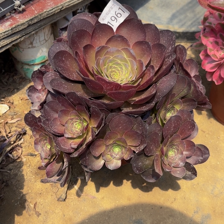 魅金玫瑰多肉处理不包断头1961