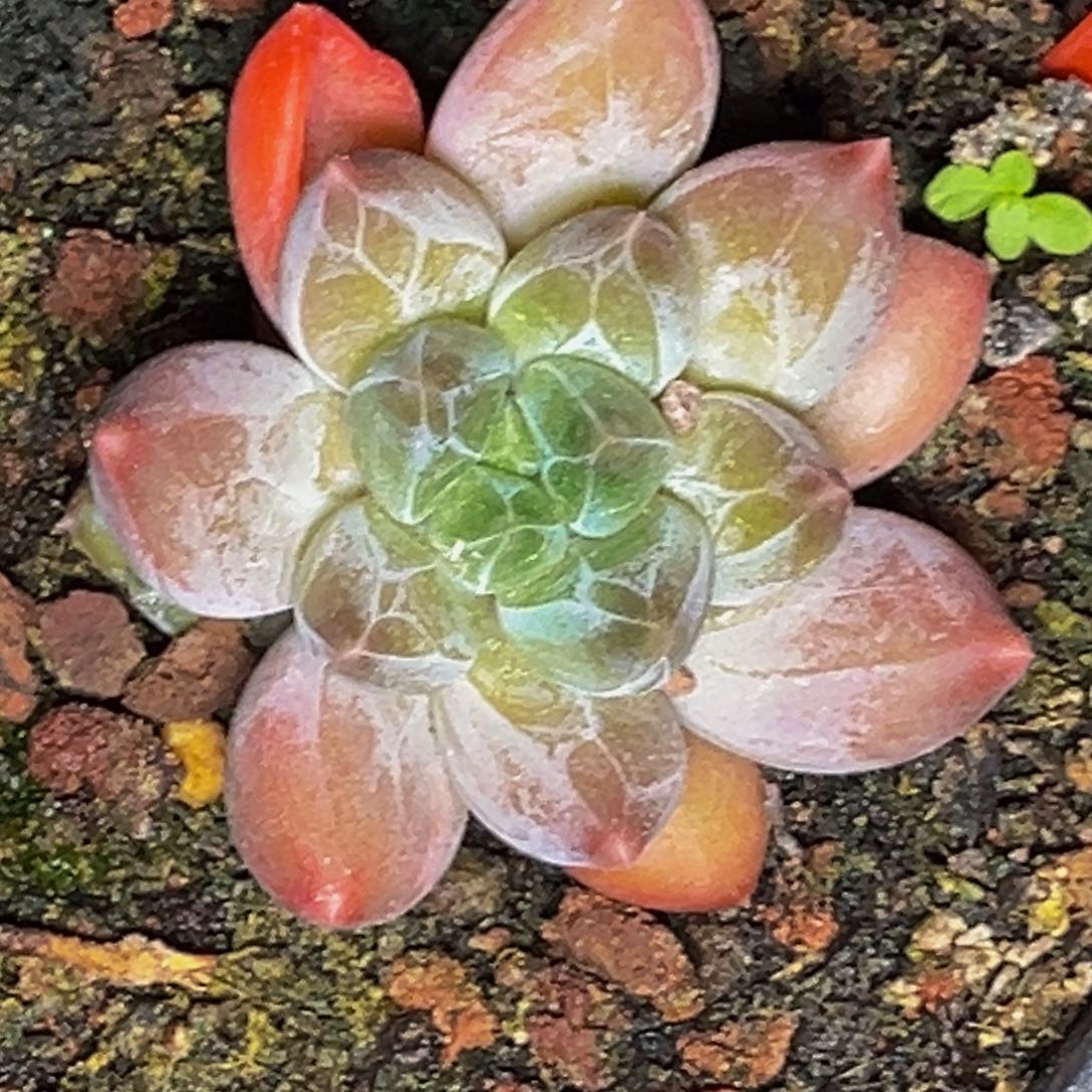 2518号晚上多肉植物群生多肉