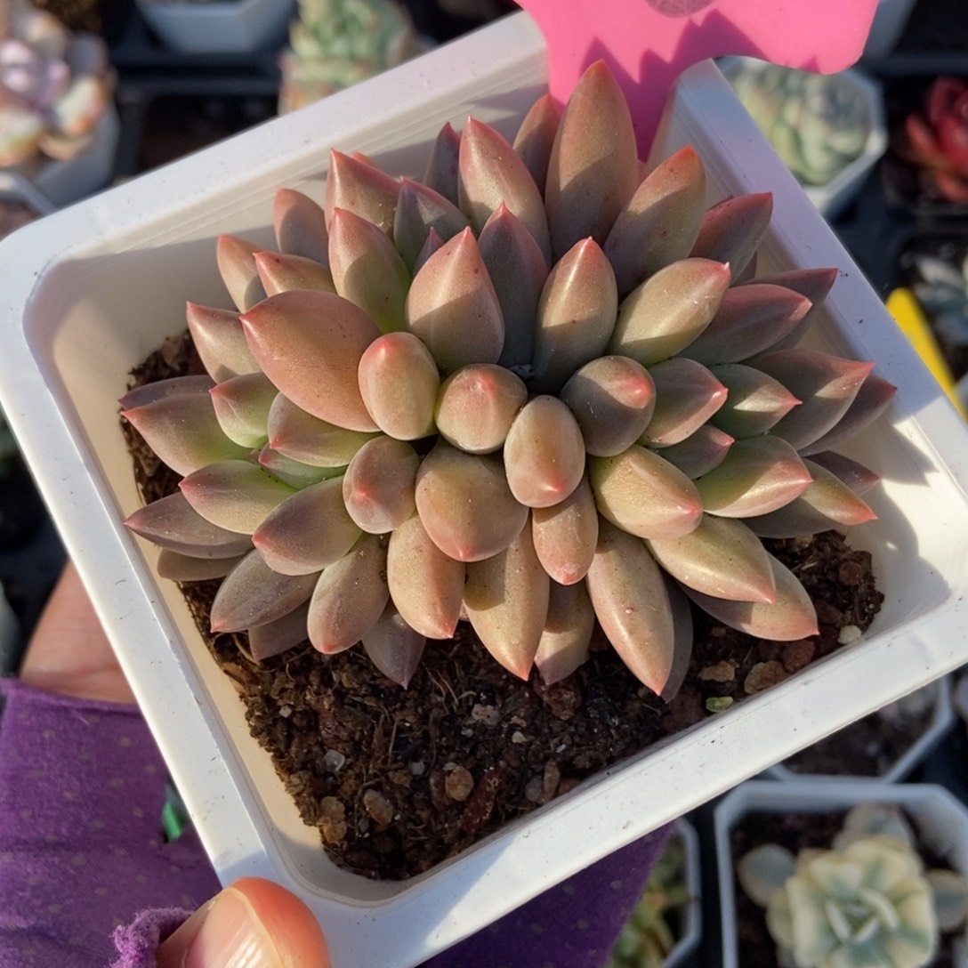 116水晶球多肉植物