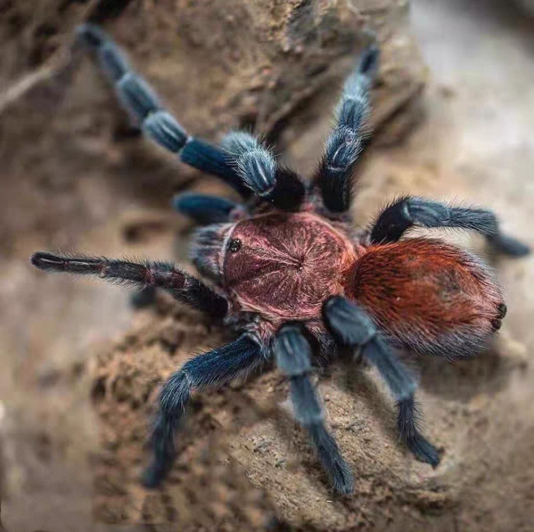 墨西哥帕帕蓝腿蜘蛛新手推荐（地栖）好养寿命长