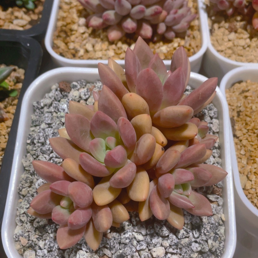 知音多肉植物一棵