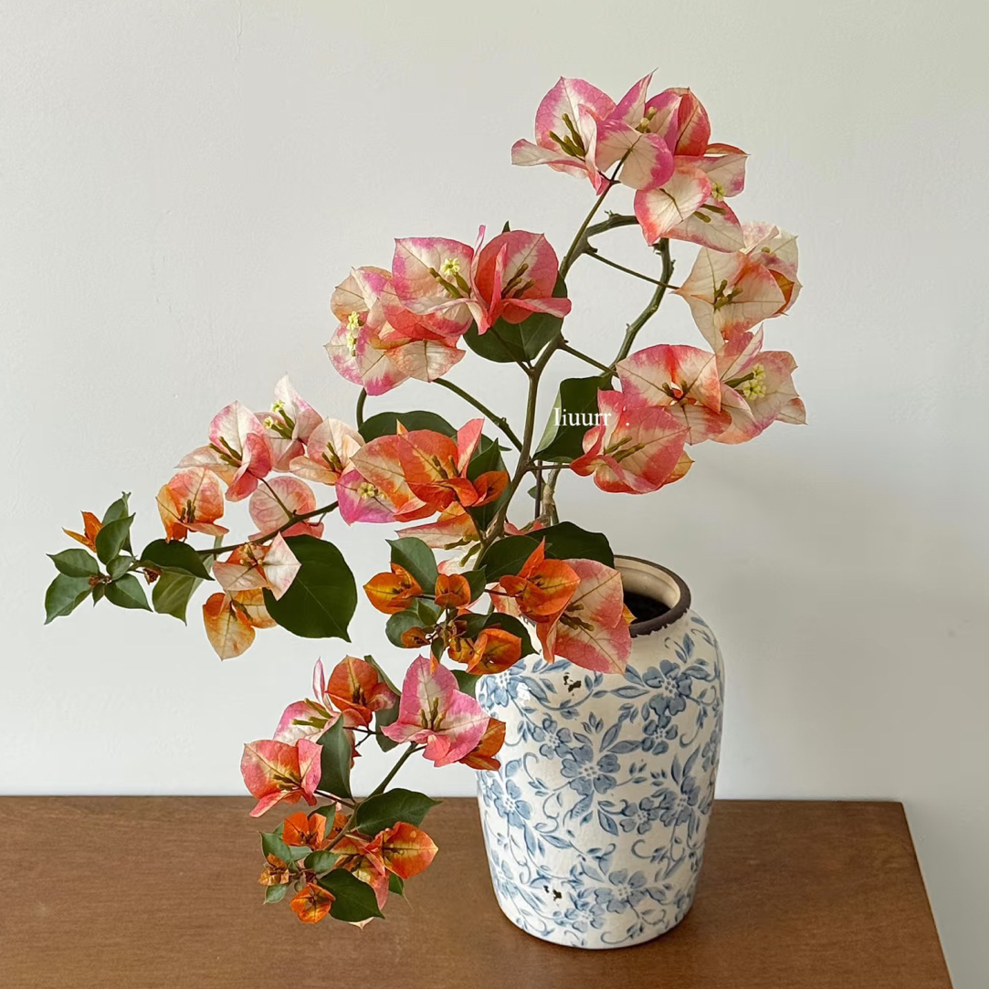 凤凰三角梅 四季开花