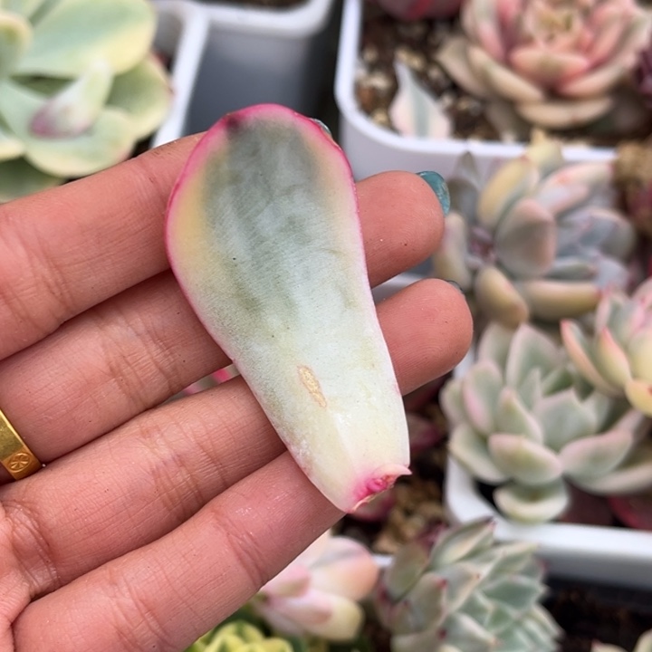雨燕座白腹轮锦叶片