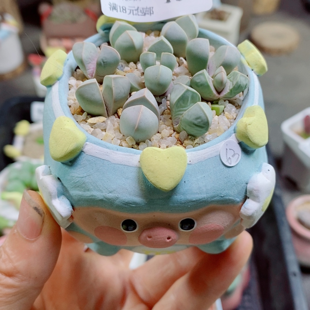 生石花花花花花花花150