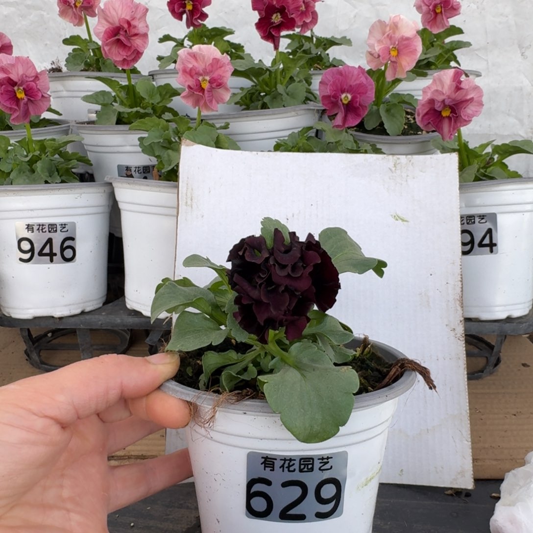 全部花朵629号角堇