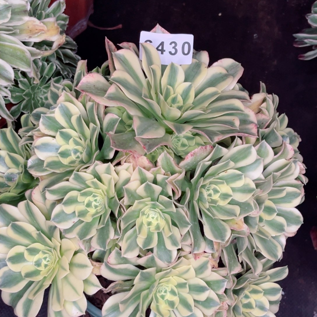 绿豆沙多肉发货发货