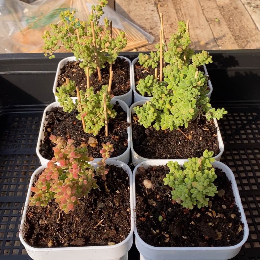 枝干番杏蜜桔糖球028