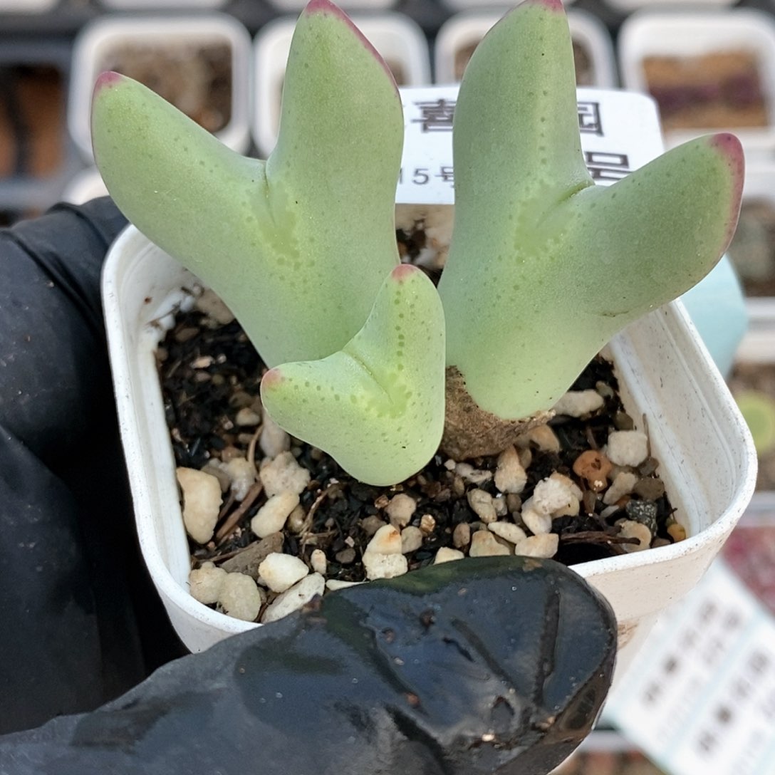 桃喜花园0115-19少将