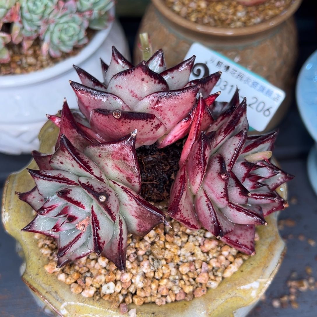 从前慢多肉精选编号0311.206