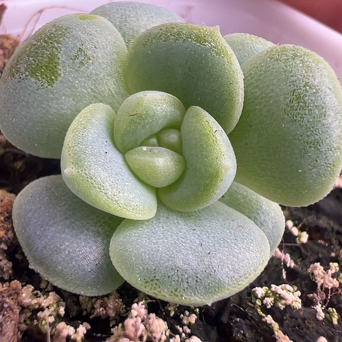 银行狗花楹单头带崽 