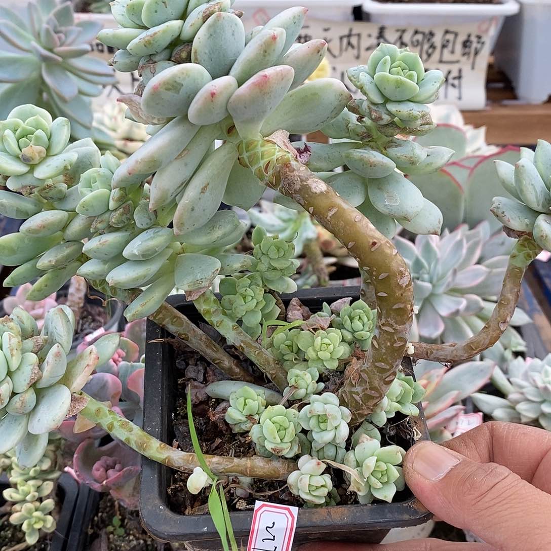 22277 老桩香草锦 不售后