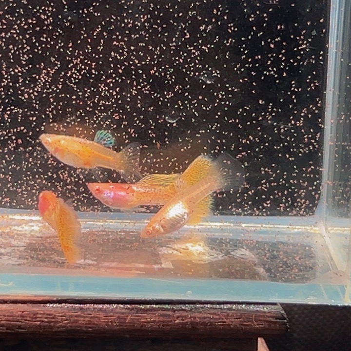 孔雀鱼黄蕾丝白子俩对