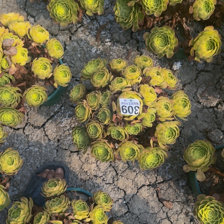 晓***琴轮回花27-26包邮花花