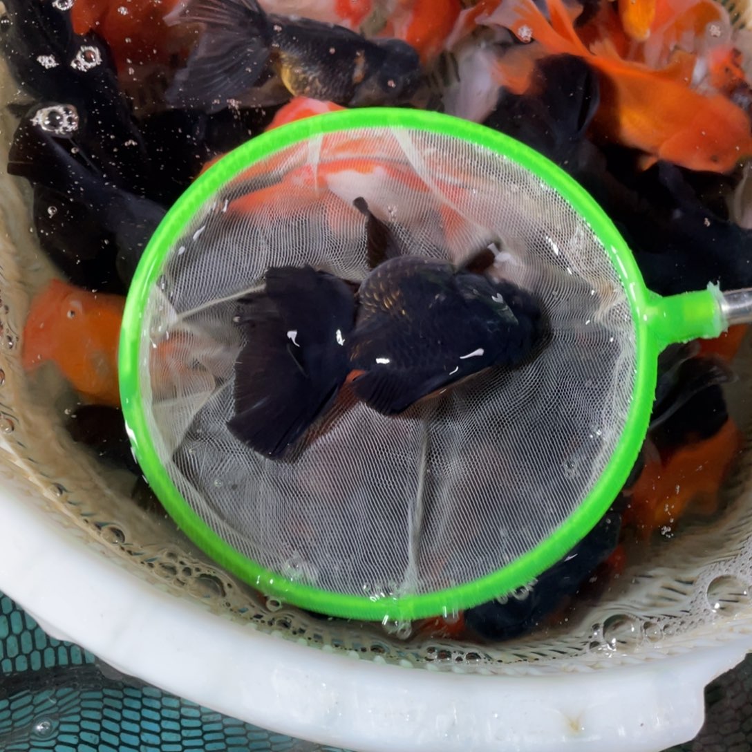 海水鱼花泰狮金鱼1