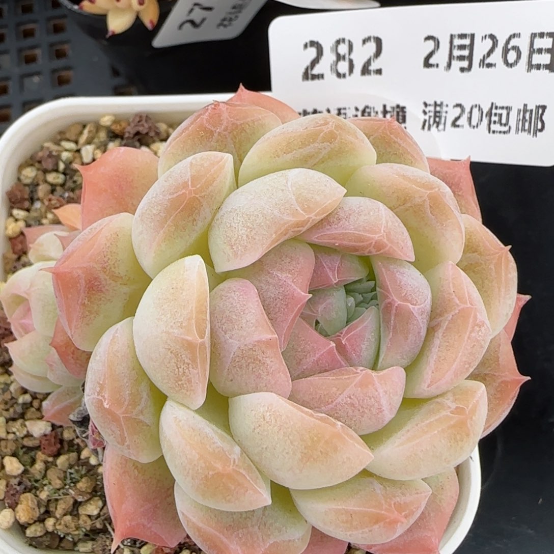 花语逸镜0226-282