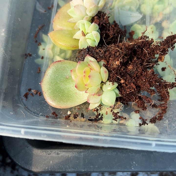 团*多肉植物周周两颗遥遥领先醉