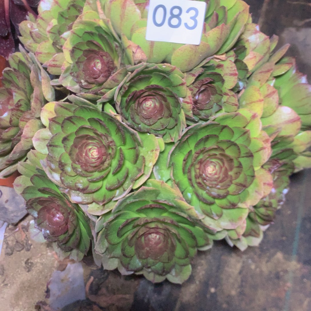 083万拉丝多肉植物