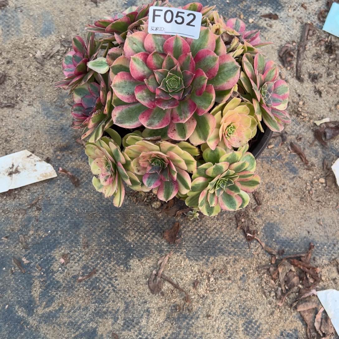 052雨荷多肉植物法师多肉