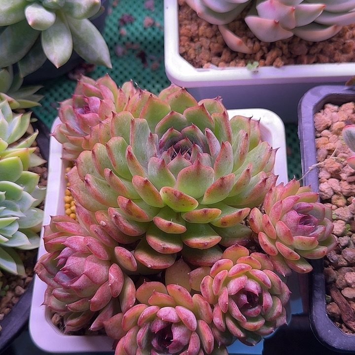 蓝色妖姬多肉植物