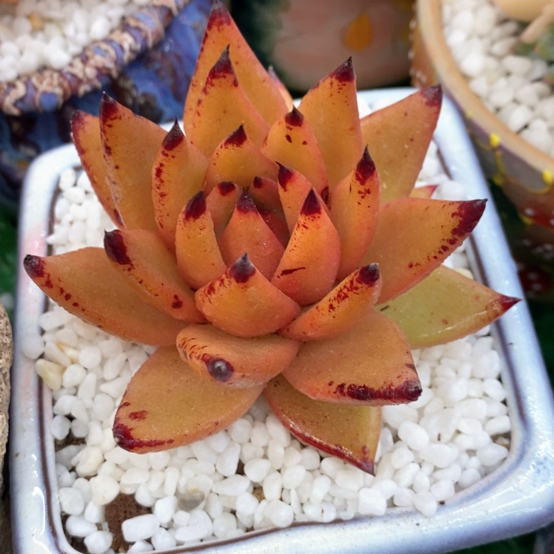 灵魂多肉植物盆栽