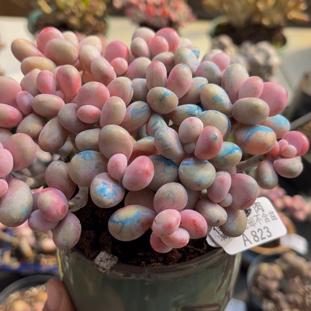 823/12cm糖果桃蛋多肉