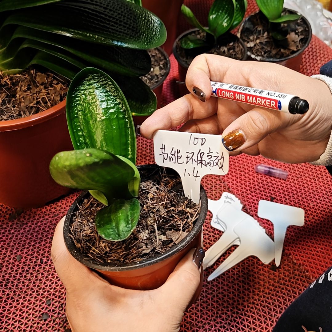 完全开放君子兰精品