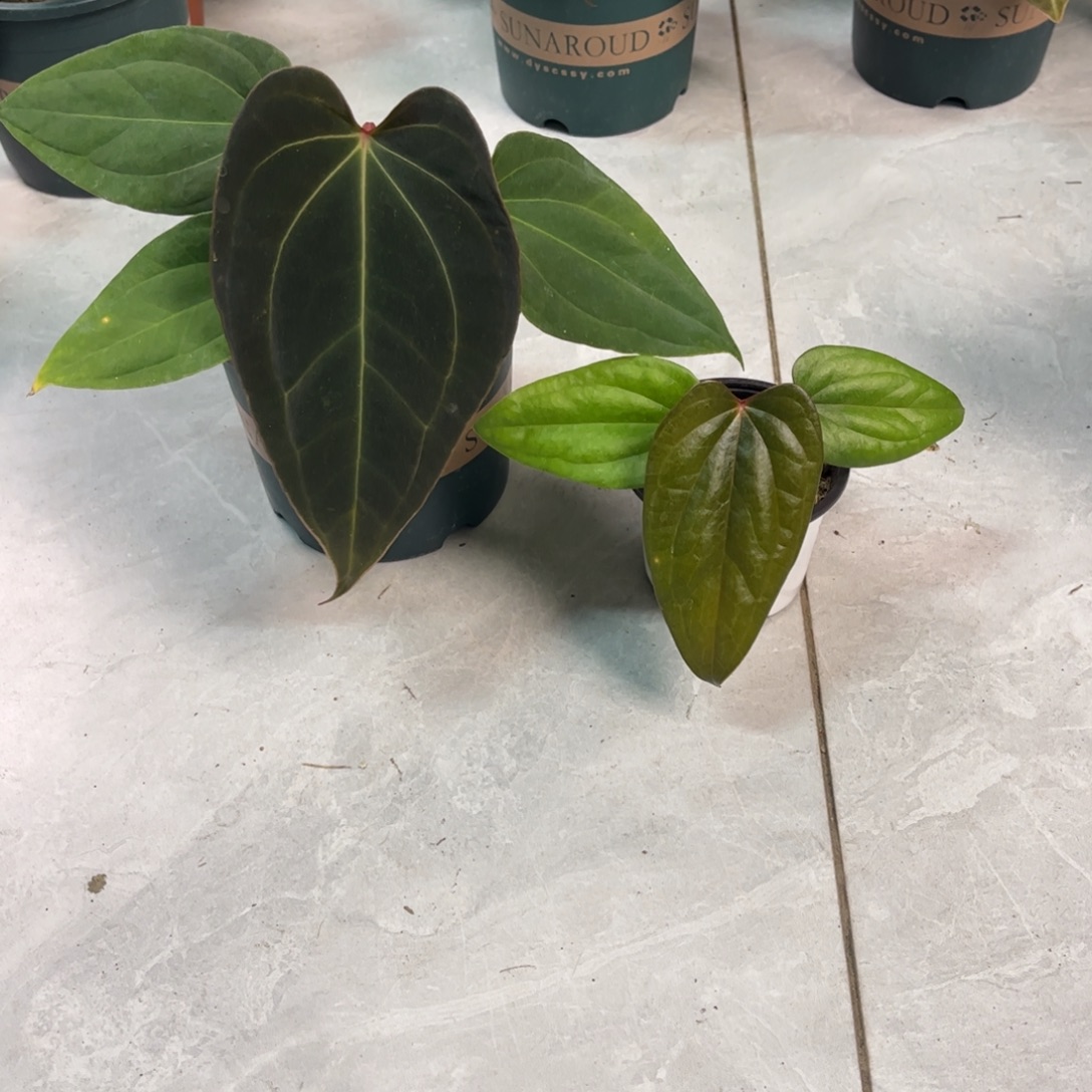 无花朵9094 贝K+红奢