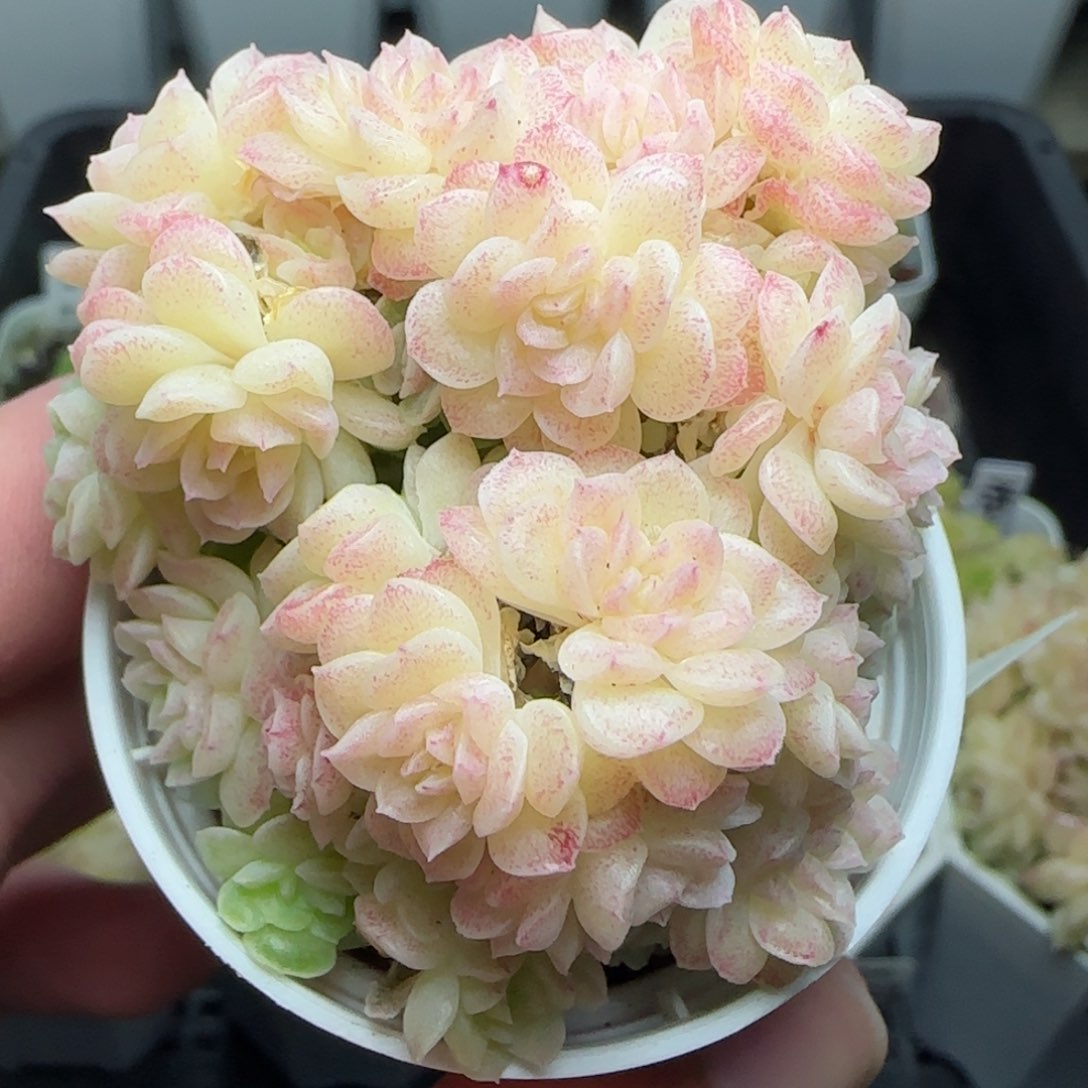 0204-228麦秆麦秆