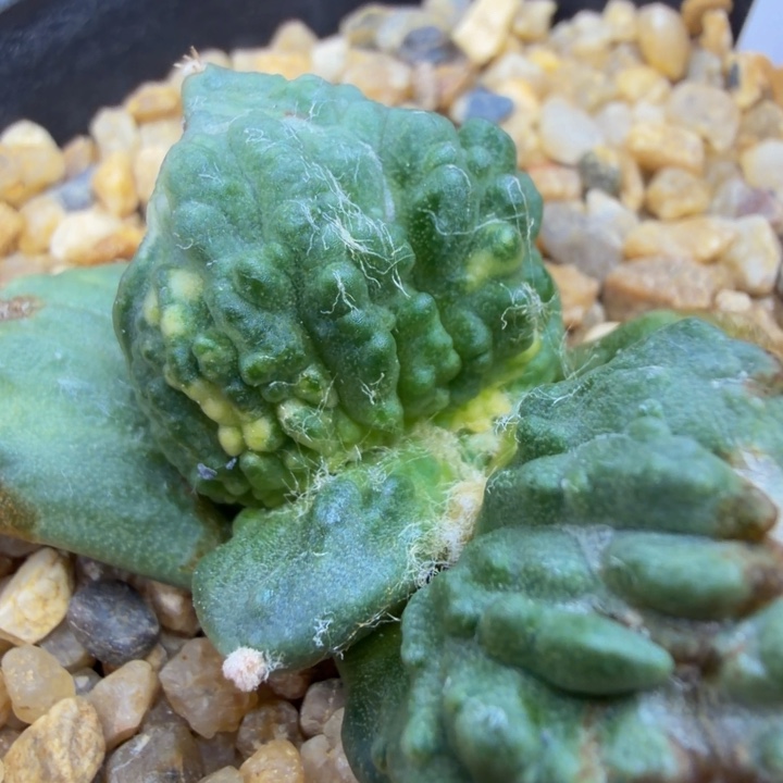 外星血怒锦怪兽小苗