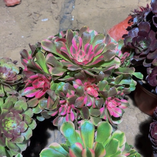 香妃一颗一箱22.8