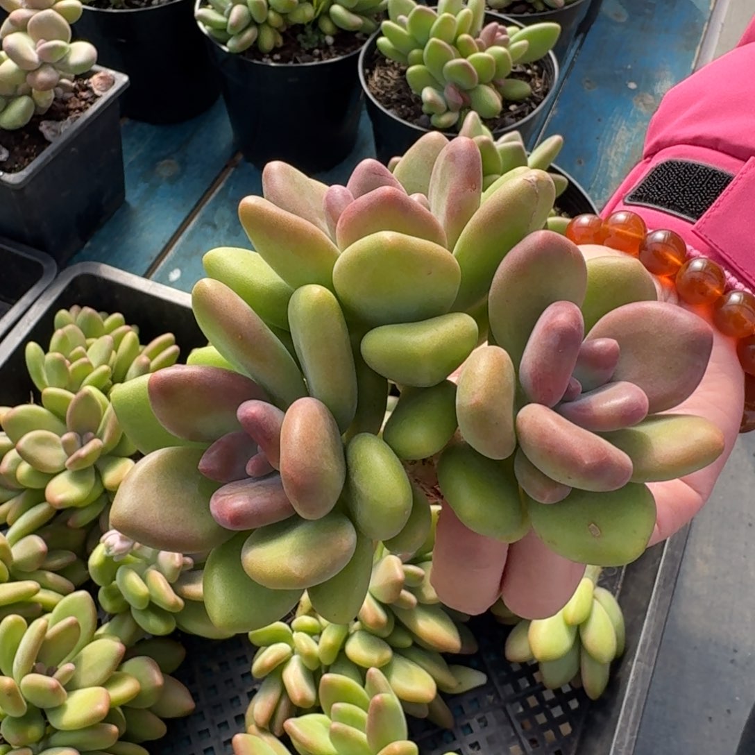 从前慢花样多肉编号-三头芒果奶