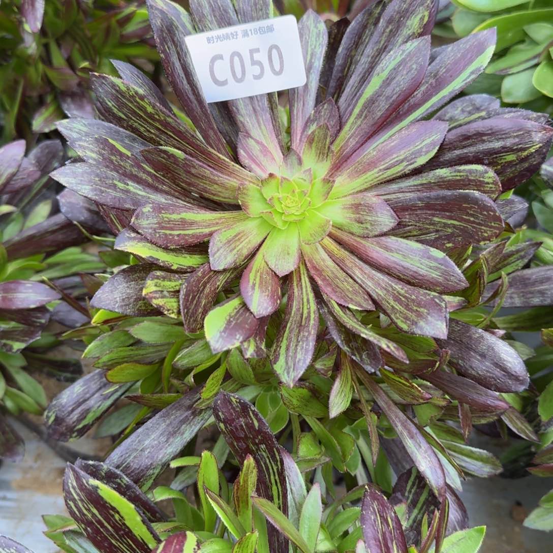 岁****050水墨丹青寄养到秋