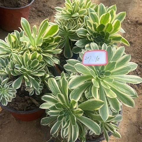 多肉植物金丝207