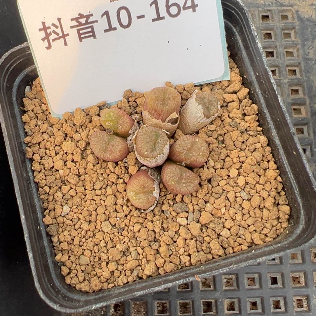 10-164流水铜壶多肉植物