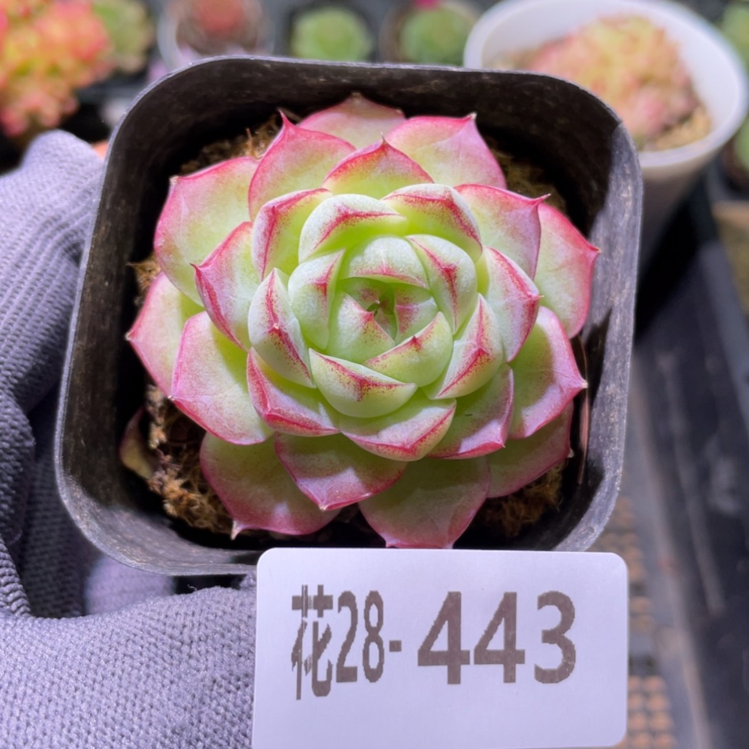 花利美28-443女王