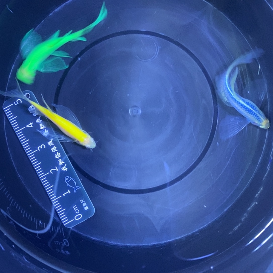 斑马鱼蝶翼斑马3.5厘米3条