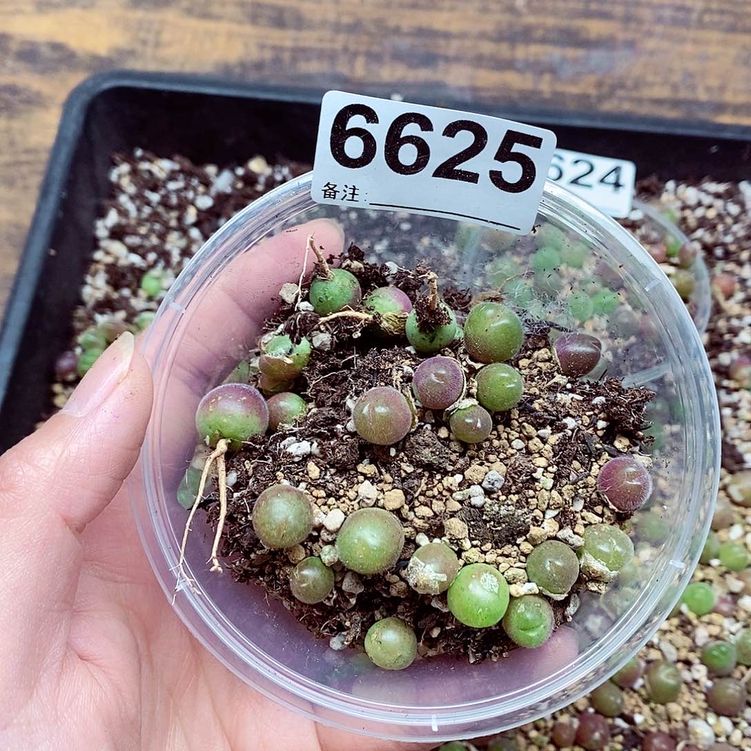 6625啊啊啊啊啊啊啊