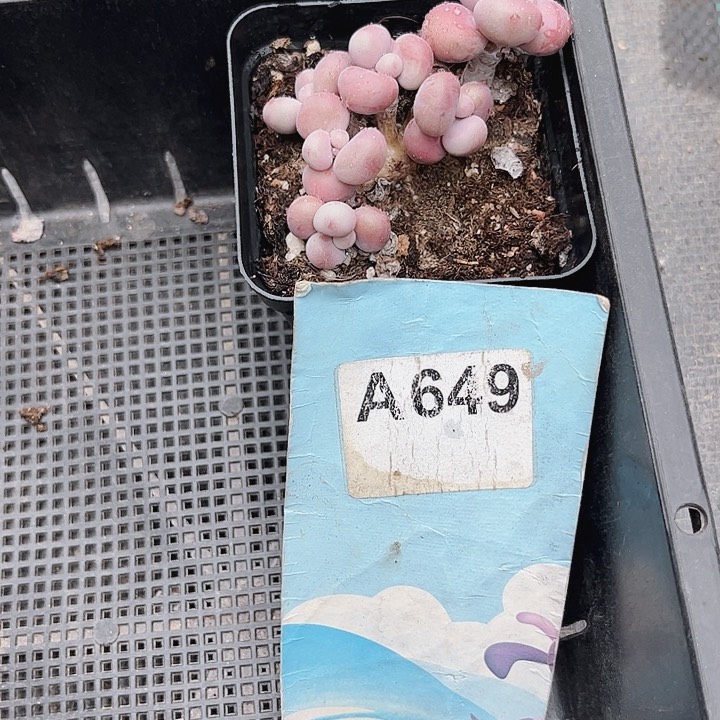 顺*.649密密麻麻买买买