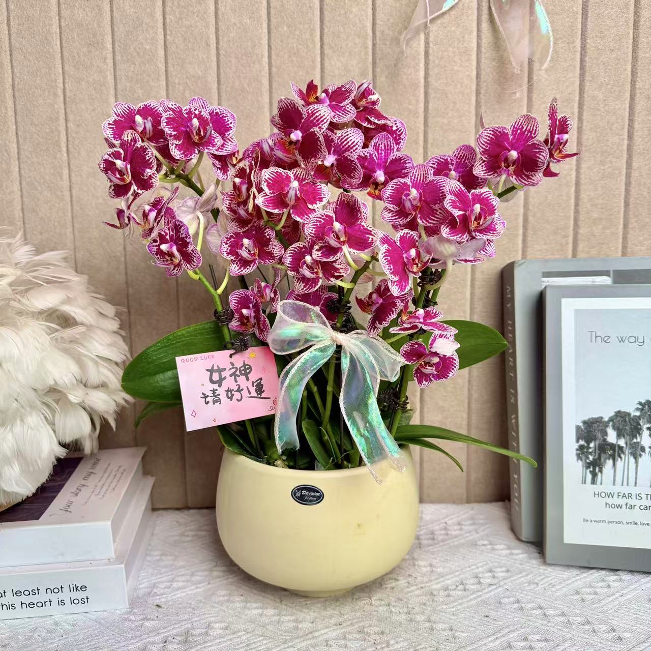 可口可乐红色蝴蝶兰 年宵花 乔迁开业送人 花卉组盆 真花