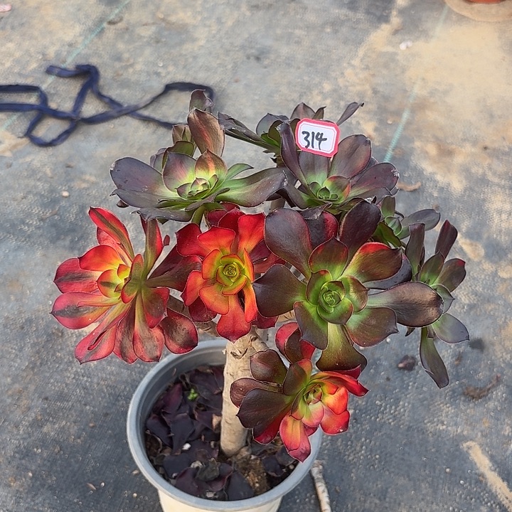 巫毒七彩掐心朵朵314