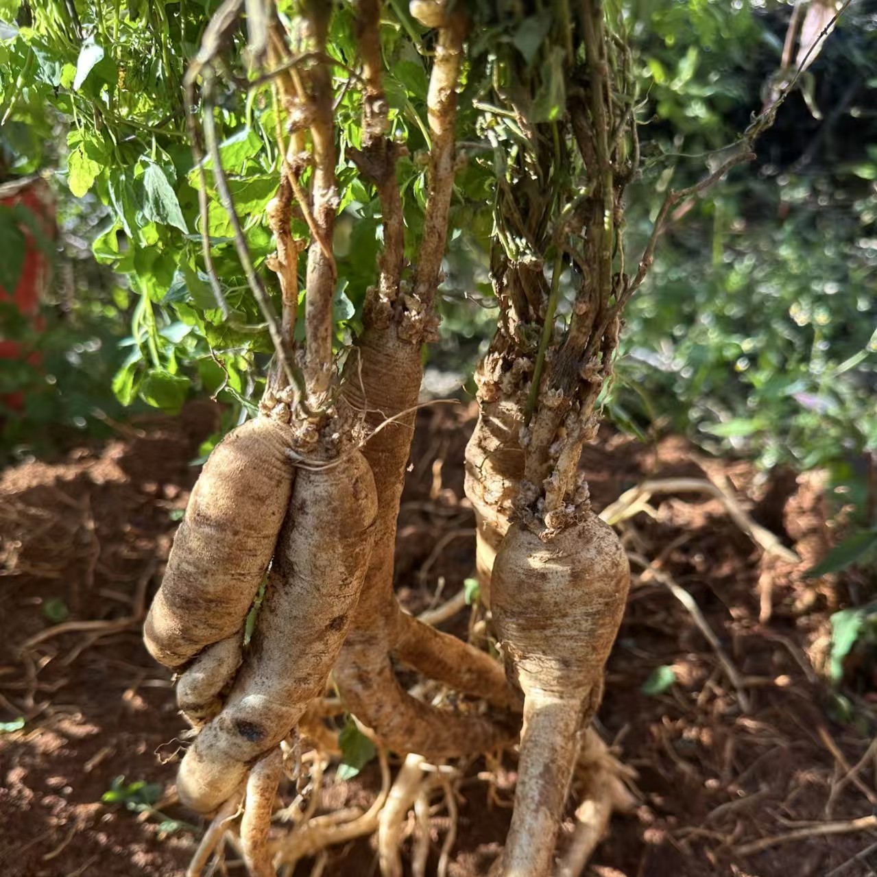 云南野生高原鲜花