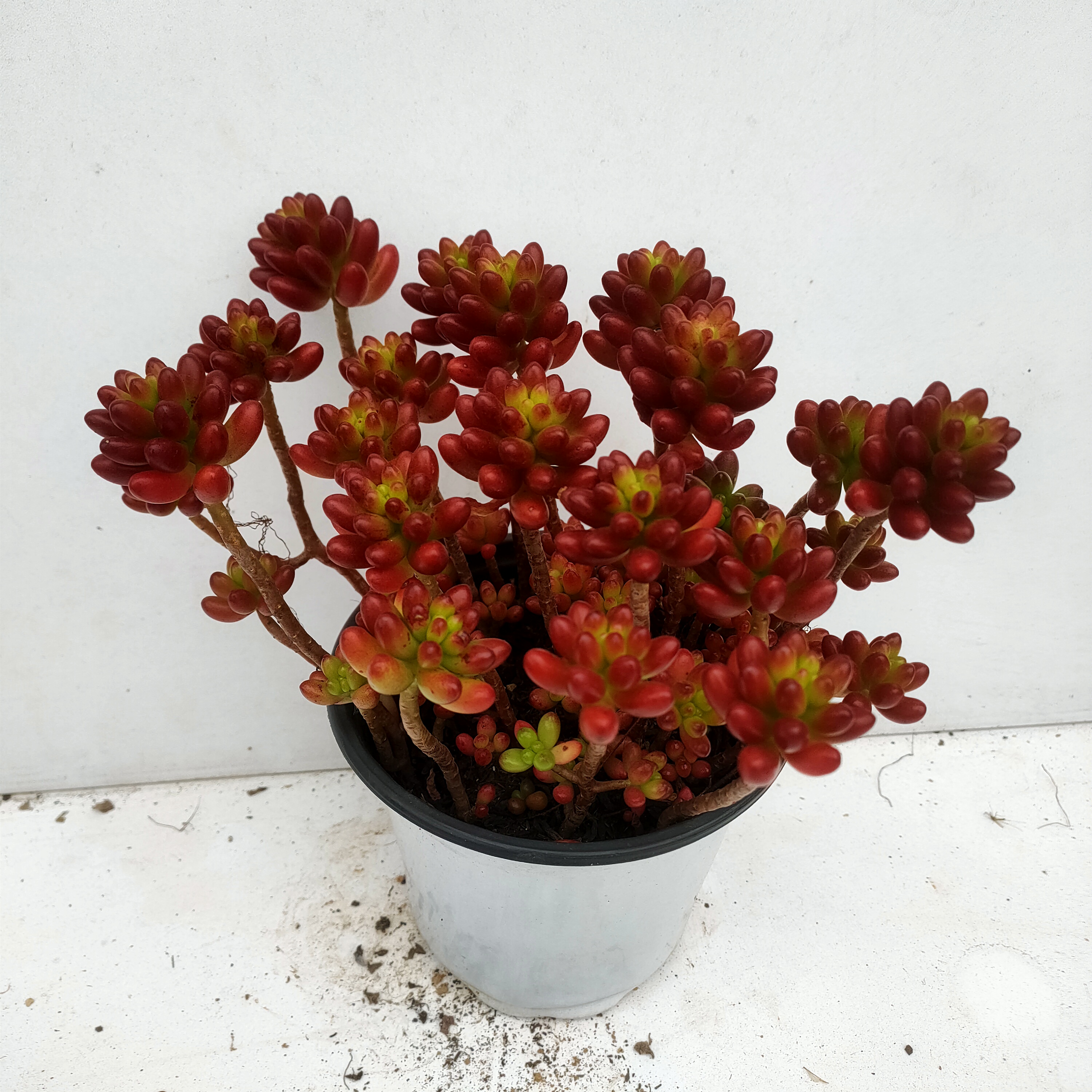 虹之玉 老桩满20包邮 散群轻微掉头不包 带盆土发货 多肉植物