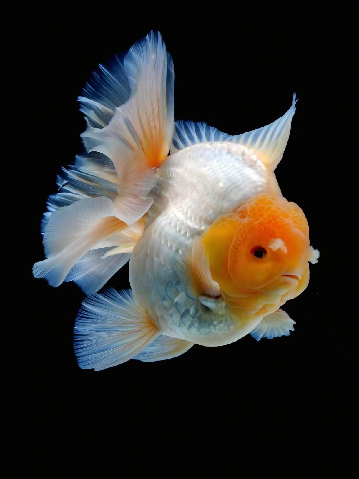 直播链接百褶泰狮 元宝狮 将军泰狮 [无开箱视频无售后 入缸不保]