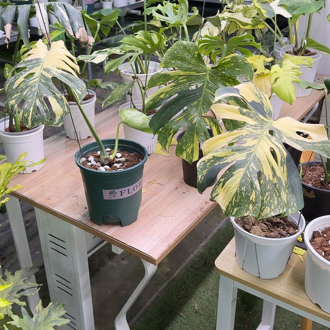 无花朵灯泡王一叶一芽三选一