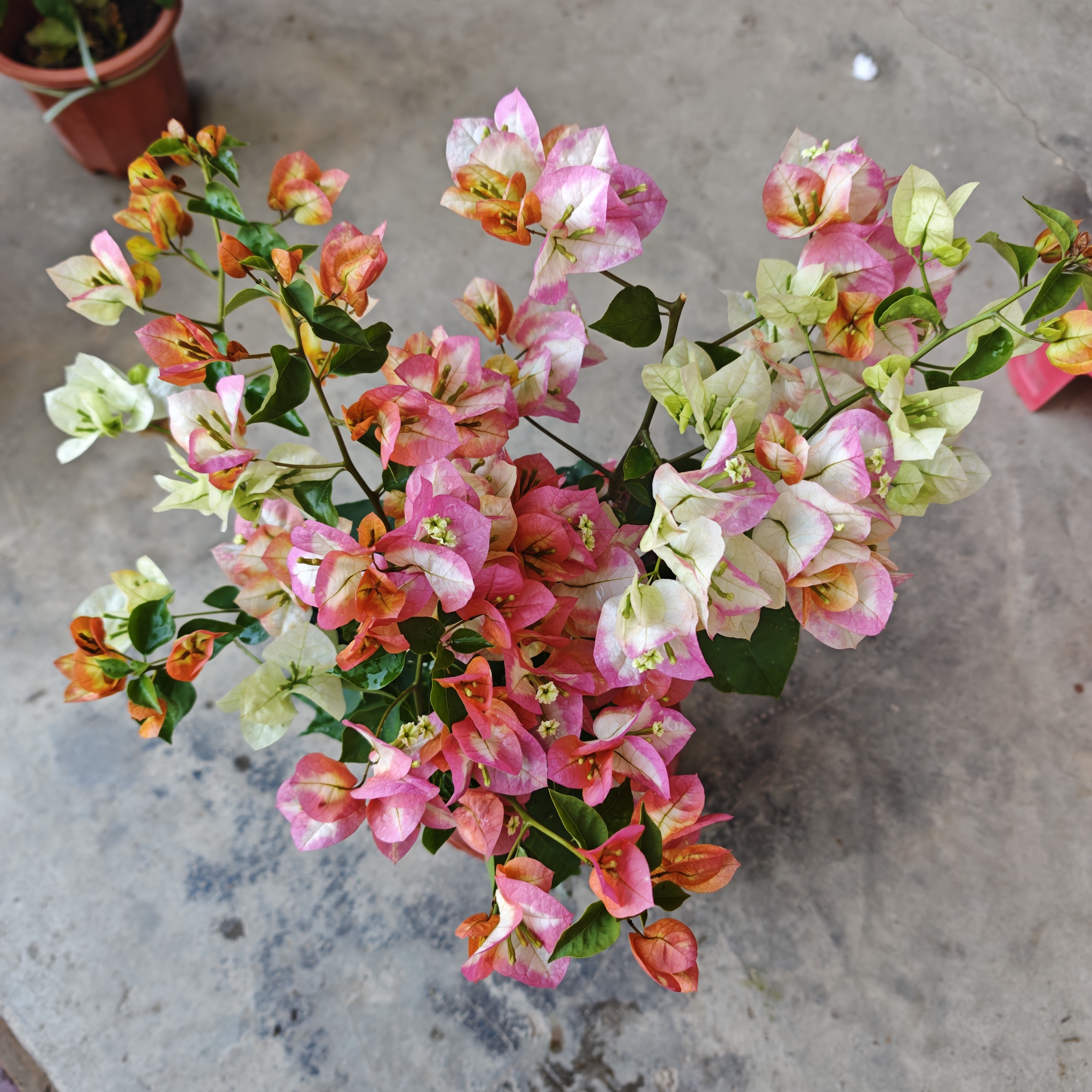 哪吒橙口红三角梅盆栽勤花四季开花带花发货