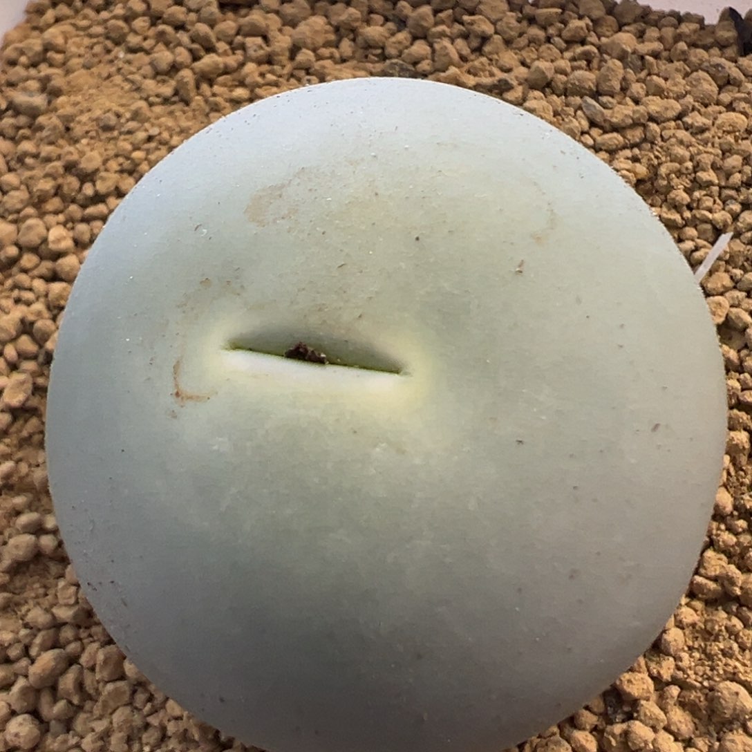 3.2公分大鸽子蛋 肉锥植物