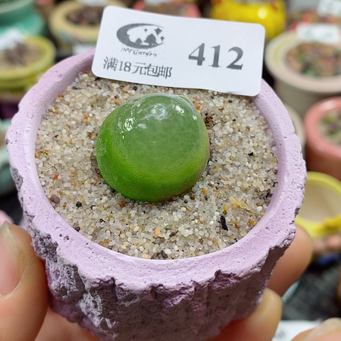 生石花花花花花花花花412