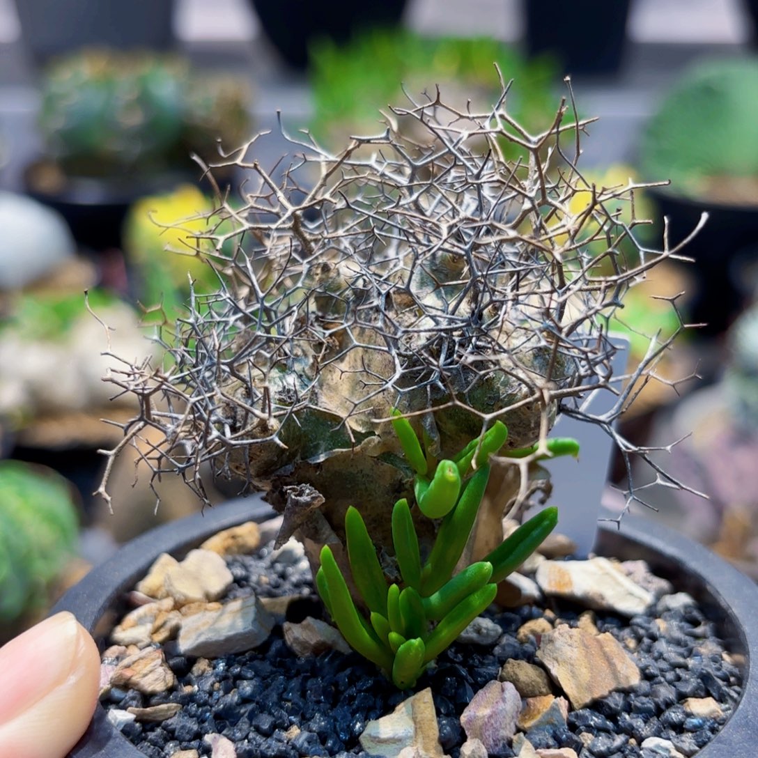 钢丝球Wwwwwwwwwwwwwww