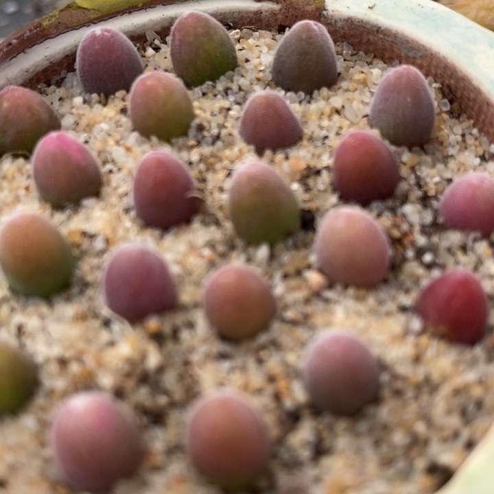 1710小宝辉一颗一颗